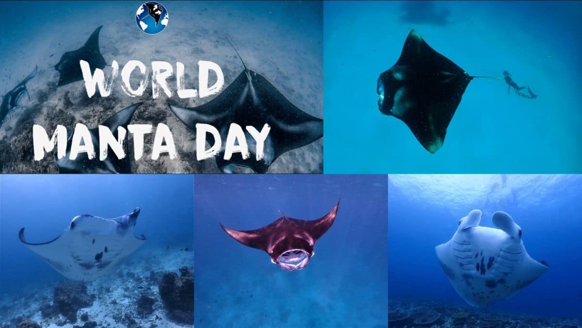 Top 10 Tips on Viewing Manta Rays in Maldives