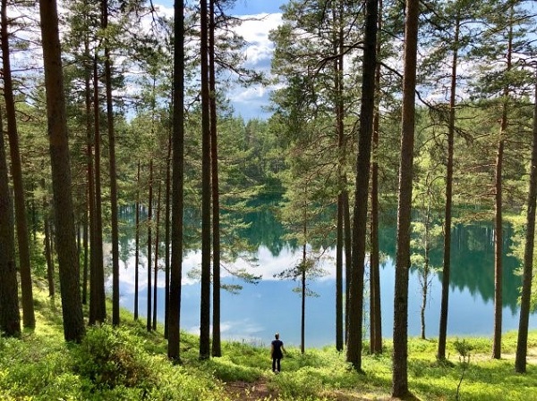 Sweden calls you to her mythical forest from a nearby tree