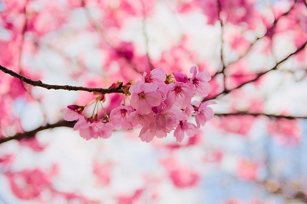 InsideJapan declare a Japan in bloom boom