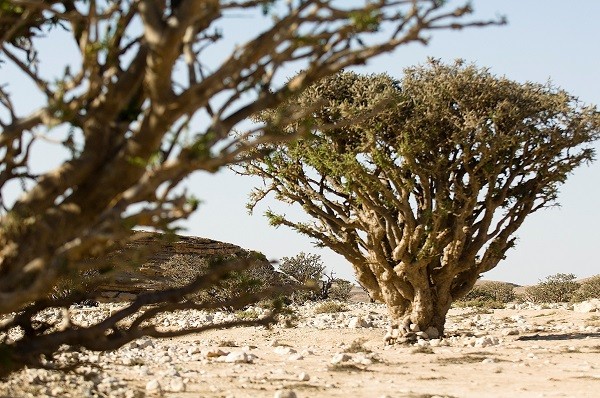 Get into the festive ‘scent’ by exploring Oman’s top 5 frankincense experiences